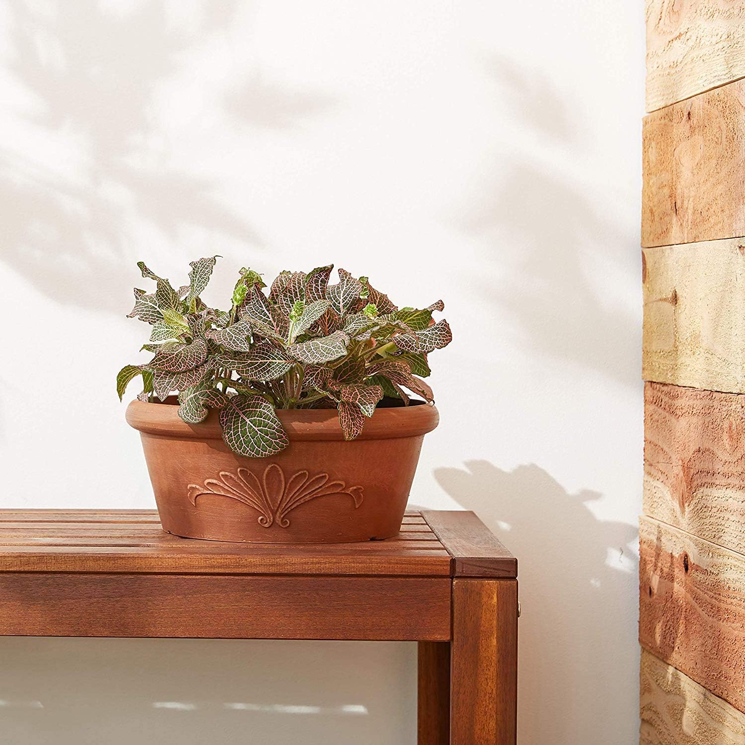 10-Inch Drillable Planter Bowl - Bonsai Garden Images 리뷰 및 가격