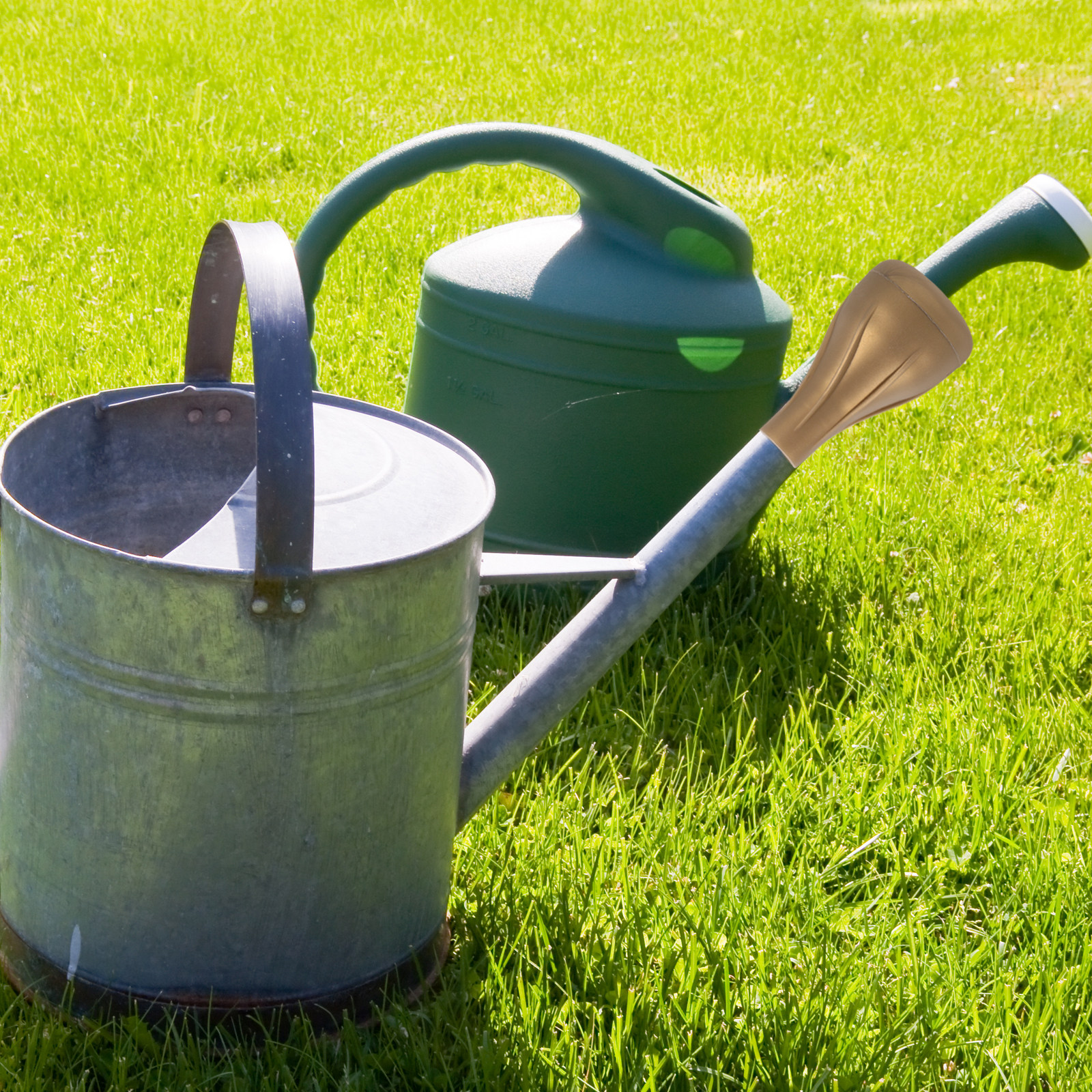 PP Watering Can Sprinkler Head - Us Bonsai Garden 리뷰 및 가격