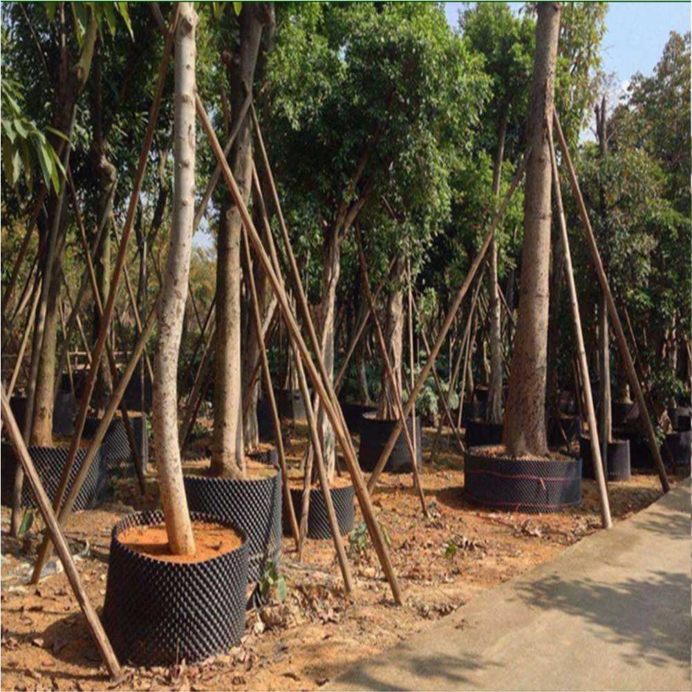 Grow Container Garden Tree Bon - Us Bonsai Garden 리뷰 및 가격