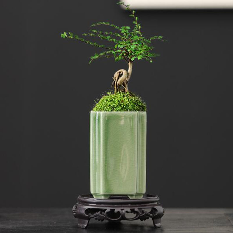 Porcelain Square Celadon Glaze - Bonsai Garden Art 리뷰 및 가격