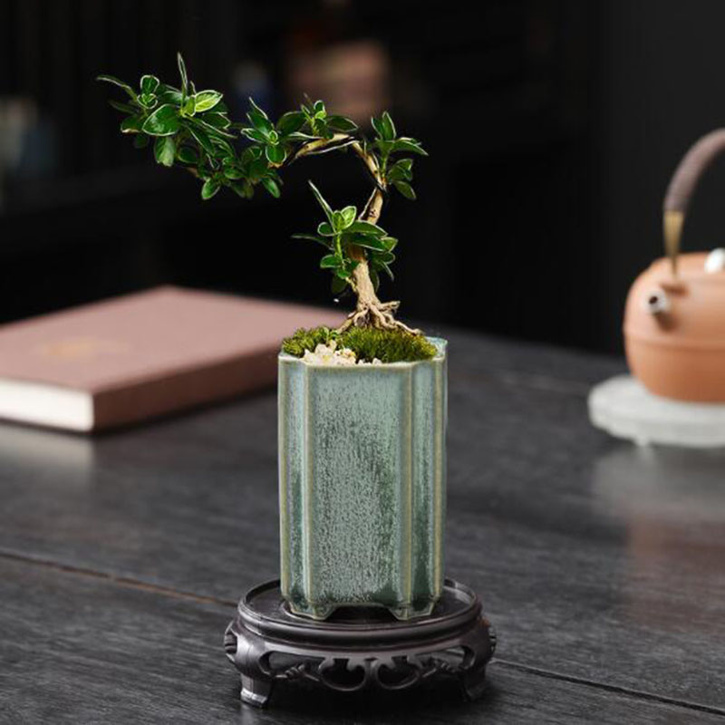Porcelain Square Celadon Glaze - Bonsai Garden Art 리뷰 및 가격