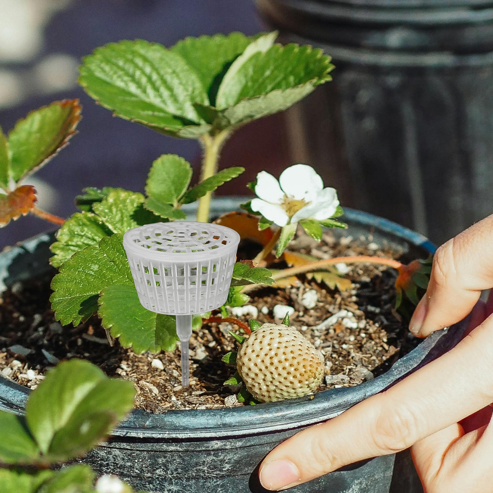 10Pcs Fertilizer Box Plastic L - Us Bonsai Garden 리뷰 및 가격