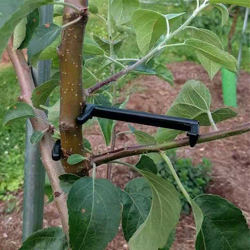 10-30Pcs Fruit Tree Clips Plan - Bonsai Garden Tools 리뷰 및 가격