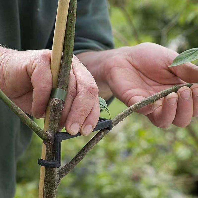 10-30Pcs Fruit Tree Clips Plan - Bonsai Garden Tools 리뷰 및 가격