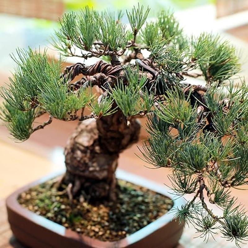 1mm Black Aluminum Bonsai Wire - Bonsai Garden Art 리뷰 및 가격